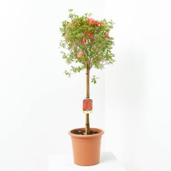 AZALEA JAPONICA ALADDIN SCOUT LV12 MEDIO TALLO