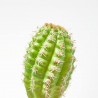PICK ECHINOCERUS. 25 CM. VERDE.