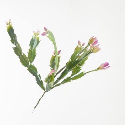 MINI SCHLUMBERGERA. 30 CM.