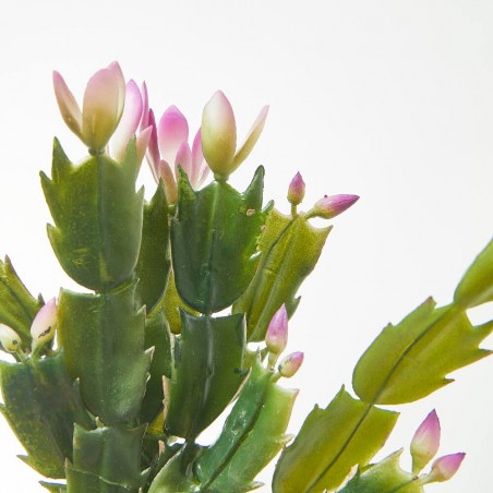 MINI SCHLUMBERGERA. 30 CM.