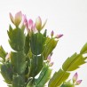 MINI SCHLUMBERGERA. 30 CM.