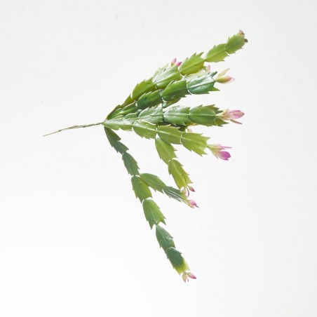 MINI SCHLUMBERGERA. 30 CM.