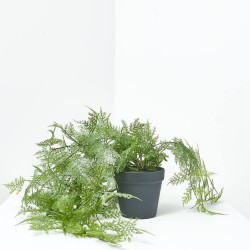 MACETA ASPARAGUS. 81 CM. VERDE