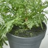 MACETA ASPARAGUS. 81 CM. VERDE