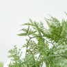 MACETA ASPARAGUS. 81 CM. VERDE