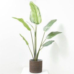 TRAVELLER PALM X 8. 152 CM. VERDE