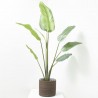 TRAVELLER PALM X 8. 152 CM. VERDE