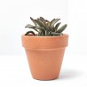 KALANCHOE CRASULA MIX MACETA 9CM