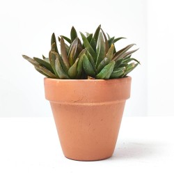 ALOE MIX MACETA 9CM