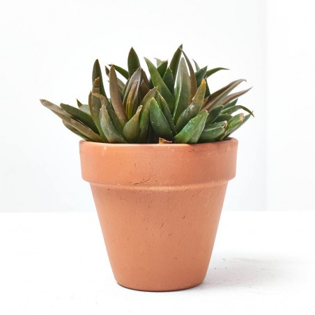 ALOE MIX MACETA 9CM