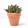 ALOE MIX MACETA 9CM
