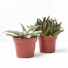 ALOE MIX MACETA 9CM