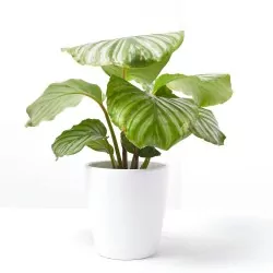 CALATHEA ORBIFOLIA MACETA 12CM