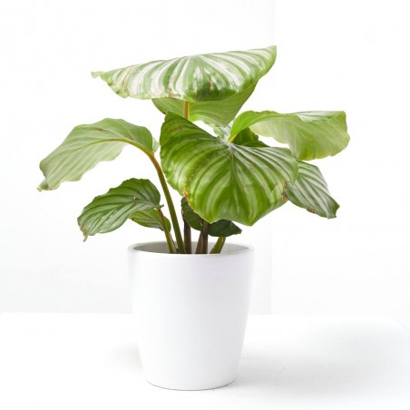 CALATHEA ORBIFOLIA MACETA 12CM
