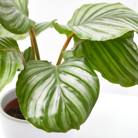 CALATHEA ORBIFOLIA MACETA 12CM