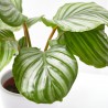 CALATHEA ORBIFOLIA MACETA 12CM