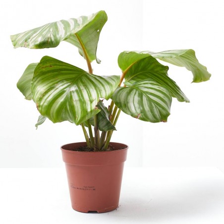 CALATHEA ORBIFOLIA MACETA 12CM