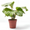 CALATHEA ORBIFOLIA MACETA 12CM