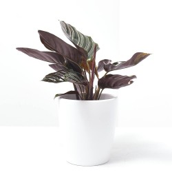 CALATHEA ORNATA SANDERIANA MACETA 12CM