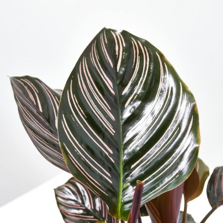 CALATHEA ORNATA SANDERIANA MACETA 12CM