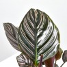 CALATHEA ORNATA SANDERIANA MACETA 12CM
