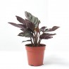 CALATHEA ORNATA SANDERIANA MACETA 12CM