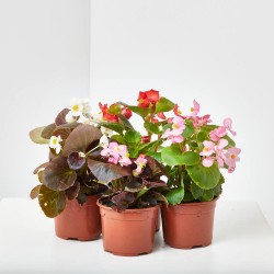 BEGONIA - SURTIDO VARIADO