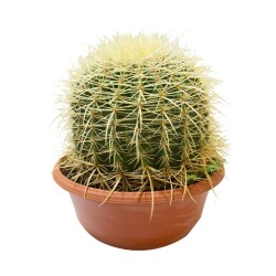 ECHINOCACTUS GRUSSONNI