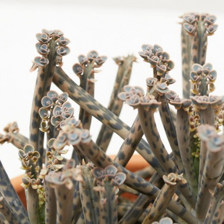 SENECIO MACETA 9CM