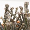 SENECIO MACETA 9CM