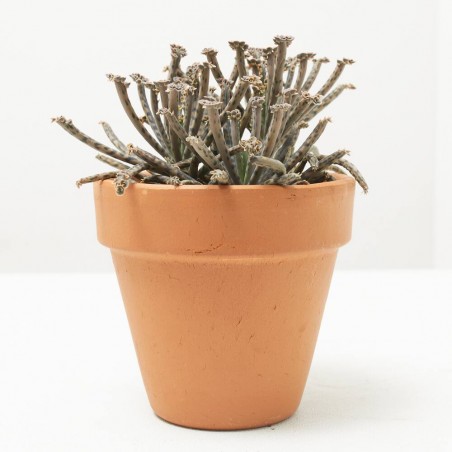SENECIO MACETA 9CM