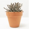 SENECIO MACETA 9CM