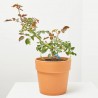 ROSAL MALVA 3,5L