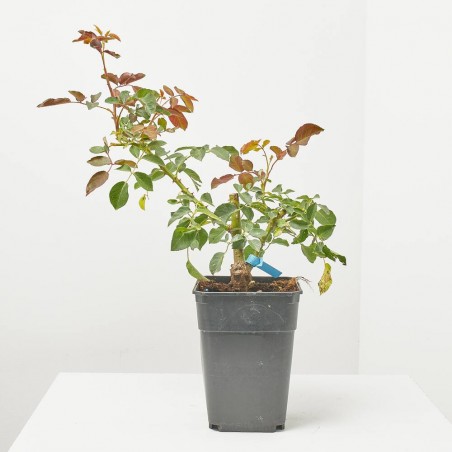 ROSAL MALVA 3,5L
