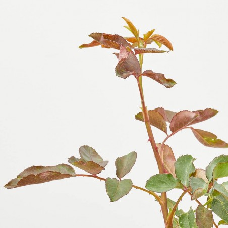 ROSAL MALVA 3,5L