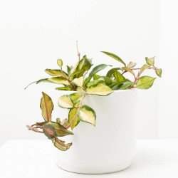 HOYA MIX MACETA 19CM