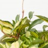 HOYA MIX MACETA 19CM