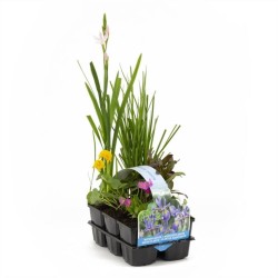 PACK 6 PLANTAS ESTANQUE FLORIDO