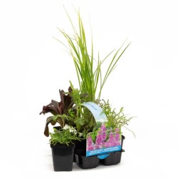 PACK 6 PLANTAS ESTANQUE AROMÁTICO