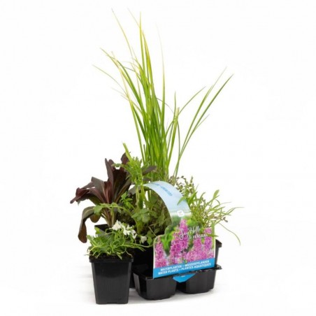 PACK 6 PLANTAS ESTANQUE AROMÁTICO