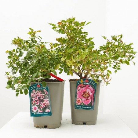 ROSAL BABYLON 4L