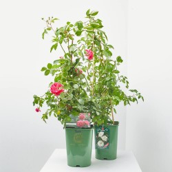 ROSAL DAVID AUSTIN TREPADOR ESPALDERA 90CM