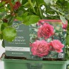 ROSAL DAVID AUSTIN TREPADOR ESPALDERA 90CM