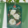 ROSAL DAVID AUSTIN TREPADOR ESPALDERA 90CM