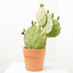 OPUNTIA UNDULATA MACETA 5L