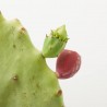 OPUNTIA UNDULATA MACETA 5L