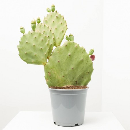 OPUNTIA UNDULATA MACETA 5L