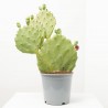 OPUNTIA UNDULATA MACETA 5L