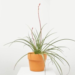 HESPERALOE PARVIFLORA  MACETA 10L