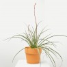HESPERALOE PARVIFLORA  MACETA 10L